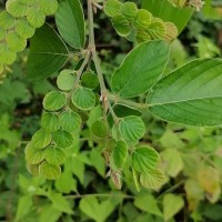 Phyllodium pulchellum (L.) Desv.